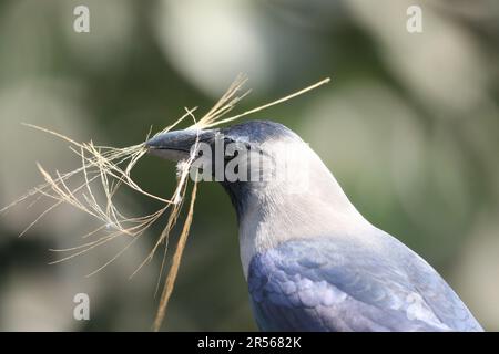 Un corvo (pronunciato /ˈkroʊ/) è un uccello del genere Corvus, o più in generale un sinonimo di tutto il Corvus. I corvi sono generalmente di colore nero. La parola Foto Stock