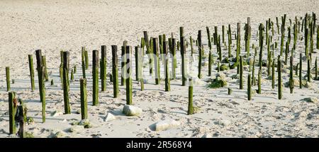 Colonne di legno ricoperte di alghe alla spiaggia di sabbia, giunzione del Mare del Nord e della Manica, wadden mare paesaggio, costa della Normandia in Foto Stock