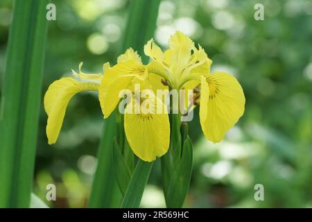 Iris pseudacorus Foto Stock