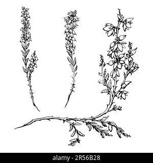 Schizzo vettoriale disegnato a mano con inchiostro di un oggetto isolato. Erica in fiore, arbusto rami di pianta con fiori, gemme e foglie, la natura. Design per il turismo Illustrazione Vettoriale