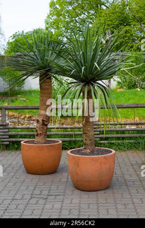 Salva Scarica Anteprima palmo decorativo in una pentola di argilla. Palmo decorativo all'interno. Vasi di fiori all'aperto piante, grande. Foto Stock