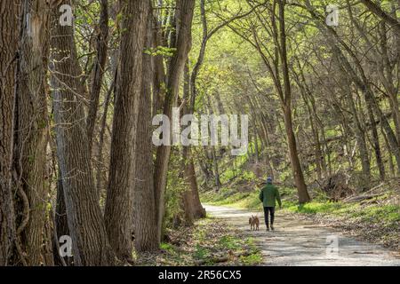 Uomo anziano che cammina con un cane in una foresta in primavera - Steamboat Trace Trail vicino Perù, Nebraska Foto Stock