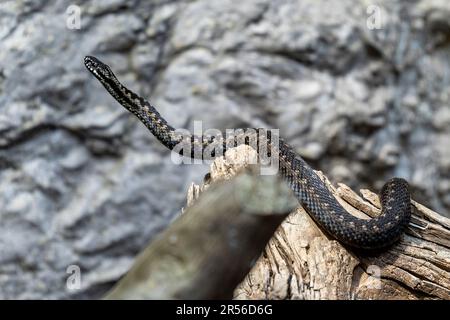 Chomutov, Repubblica Ceca. 01st giugno, 2023. Un sommatore europeo comune, vipera (Vipera berus) in Zoopark a Chomutov, Repubblica Ceca, 1 giugno 2023. Credit: Ondrej Hajek/CTK Photo/Alamy Live News Foto Stock