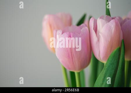 Tulipani rosa bel bouquet di fiori su sfondo grigio Foto Stock