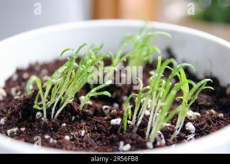 Spinaci germogliati che crescono in una pentola. Due settimane dopo la piantagione, giovani piantine stanno crescendo per una nuova vita. concetto di ambiente Foto Stock