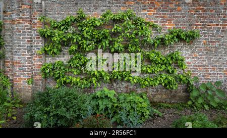 Un albero di frutta spalier potato e curato contro un vecchio muro di mattoni in un giardino recintato Foto Stock