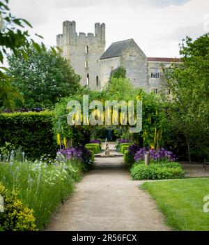 Un giardino formale con fiori di laburnum gialli appesi che formano un tunnel con fiori viola di allio Foto Stock