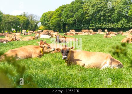 Jersey mucche in campo, Trinity Parish, Jersey, Isole del canale Foto Stock