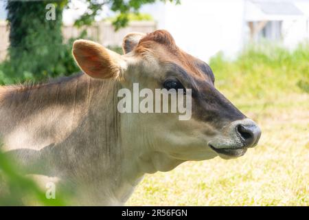 Jersey Cow in Field, Trinity Parish, Jersey, Isole del canale Foto Stock