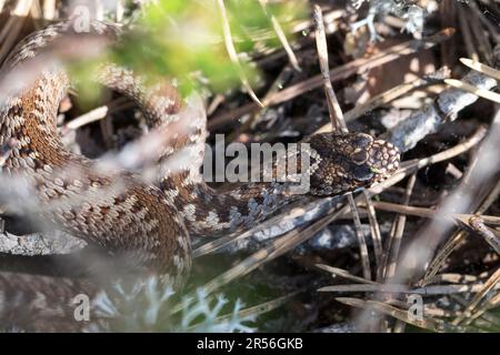 Kreuzotter, Kreuz-Otter, Otter, Viper, Vipera berus, Sommatore, vipera comune, vipera comune europea, sommatore comune europeo, sommatore comune, la Vipère péliad Foto Stock