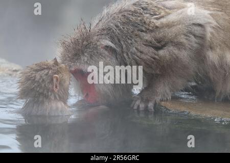 Madre e bambino delle scimmie innevate che prendono la sorgente calda, a Nagano, Giappone Foto Stock