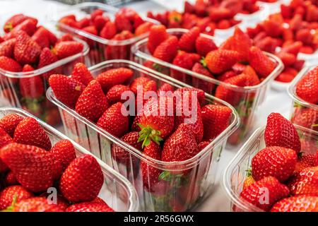 File di punzoni con fragole fresche mature. Foto Stock