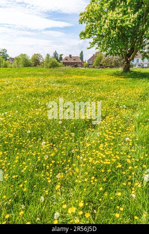 Farfalle in primavera su uno dei più grandi verdi villaggio nel Regno Unito presso il villaggio Severnside di Frampton su Severn, Gloucestershire, Inghilterra UK Foto Stock