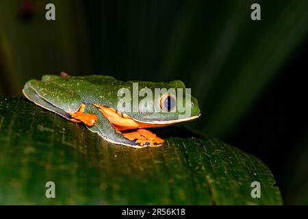 Splendida rana foglia (Cruziohyla calcarifer) da Sarapiqui, Costa Rica. Foto Stock