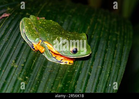 Splendida rana foglia (Cruziohyla calcarifer) da Sarapiqui, Costa Rica. Foto Stock