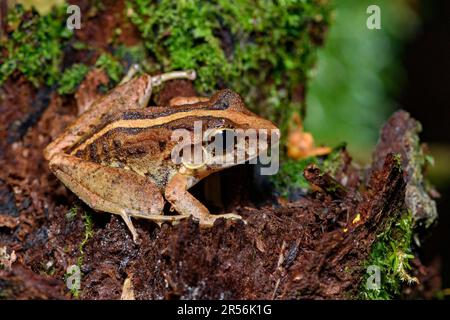 Comune rana di pioggia (Craugastor fitzingeri) da Sarapiqui, Costa Rica. Foto Stock