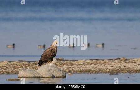 Aquila dalla coda bianca seduta sulla riva Foto Stock