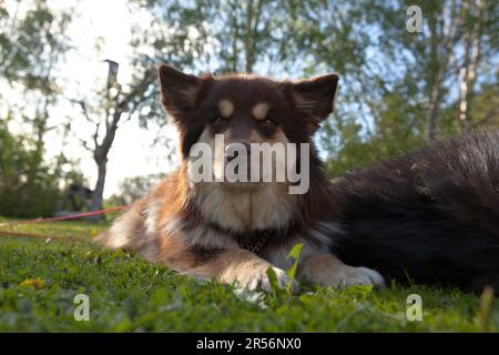 Un Lappdog finlandese, mandante renne presso i Lapps, riposa una donna in un giardino. Pronto per l'attività e il raffreddamento. Foto Stock