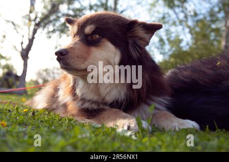 Un Lappdog finlandese, mandante renne presso i Lapps, riposa una donna in un giardino. Pronto per l'attività e il raffreddamento. Foto Stock