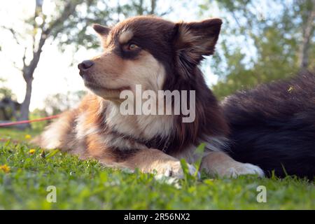 Un Lappdog finlandese, mandante renne presso i Lapps, riposa una donna in un giardino. Pronto per l'attività e il raffreddamento. Foto Stock