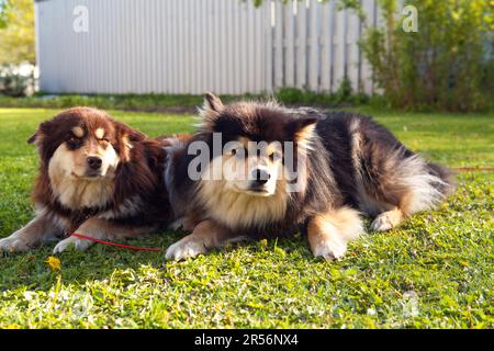 Un paio di Lappdog finlandesi, mandanti renne dai Lapps, donne e uomini riposano in un giardino. Pronto per l'attività. Foto Stock