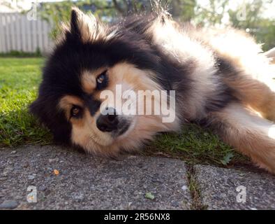 Un Lappdog finlandese, mandando renne dai Lapps. Il maschio riposa in un giardino. Pronto per l'attività e in attesa. Foto Stock