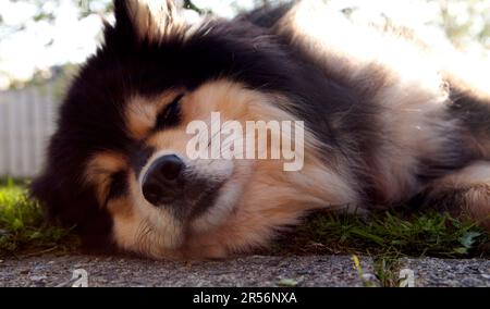 Un Lappdog finlandese, mandando renne dai Lapps. Il maschio riposa in un giardino. Pronto per l'attività e in attesa. Foto Stock