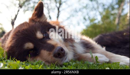 Un Lappdog finlandese, mandante renne presso i Lapps, riposa una donna in un giardino. Pronto per l'attività e il raffreddamento. Foto Stock