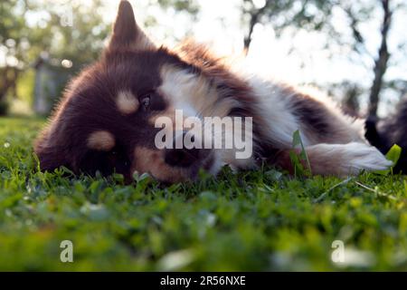 Un Lappdog finlandese, mandante renne presso i Lapps, riposa una donna in un giardino. Pronto per l'attività e il raffreddamento. Foto Stock