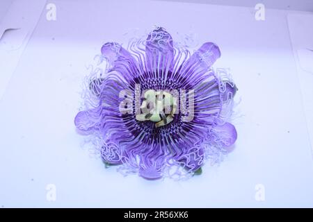 Viola passione fiore isolato su sfondo bianco, primo piano della foto Foto Stock