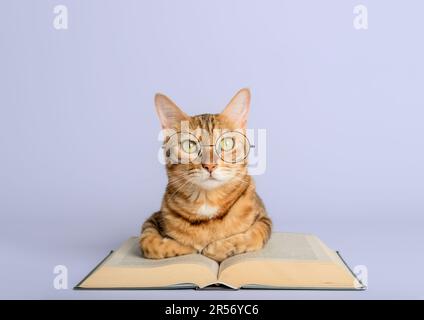 Gatto gengale intelligente e libri su sfondo bianco. Preparazione per la scuola. Foto Stock