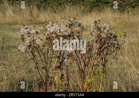 Ragwort comune (Jacobaea vulgaris) teste fiorite che hanno impostato il seme Eccles-on-Sea, Norfolk, UK Agosto Foto Stock