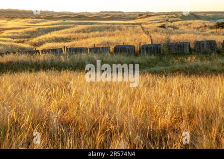 Sunrise at Scottish Wildlife Trust Dumbarnie collega la riserva naturale nei pressi di Largo, Fife, Scozia Foto Stock