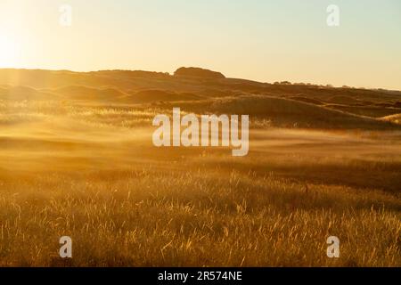 Bassa nebbia sul campo allo Scottish Wildlife Trust Dumbarnie Links riserva naturale nei pressi di Largo, Fife, Scozia Foto Stock