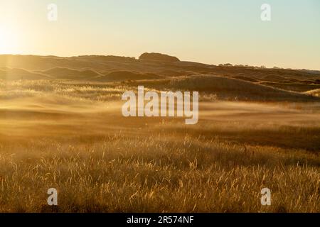 Bassa nebbia sul campo allo Scottish Wildlife Trust Dumbarnie Links riserva naturale nei pressi di Largo, Fife, Scozia Foto Stock