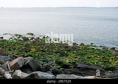 La bassa marea di Sandy Hook Bay espone pietre ricoperte di muschio lungo l'Henry Hudson Trail nelle Altantic Highlands, New Jersey -03 Foto Stock