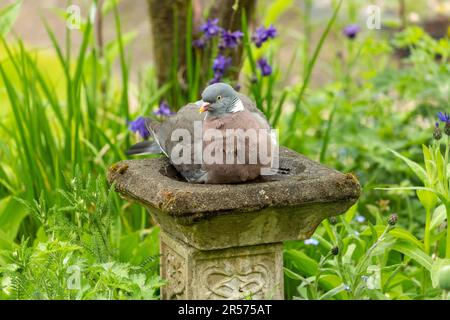 Piccione di legno comune Columba Palumbus seduta in un giardino birdbath Foto Stock