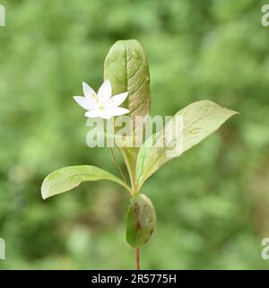 Fioritura Arctic starflower Trientalis europaea Foto Stock