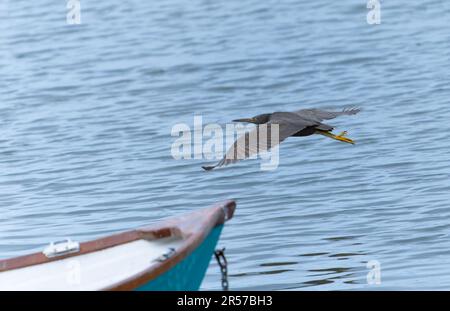 Pacific Reef Heron in volo sull'acqua. Foto Stock