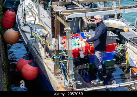 Schull, West Cork, Irlanda. 1st giugno, 2023. Il sole splese oggi nel villaggio costiero di Schull con temperature che raggiungono i 18 gradi Celsius. Il pescatore locale Michael o'Callaghan scarica la sua cattura di aragosta e granchio bruno al molo di Schull. Credit: AG News/Alamy Live News Foto Stock