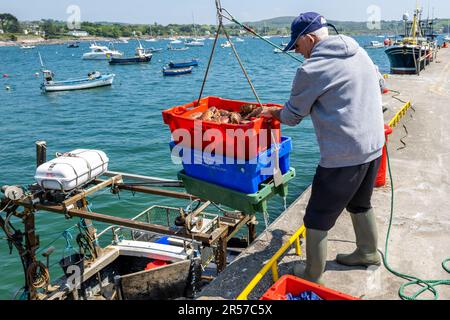 Schull, West Cork, Irlanda. 1st giugno, 2023. Il sole splese oggi nel villaggio costiero di Schull con temperature che raggiungono i 18 gradi Celsius. Il pescatore locale John o'Driscoll scarica la sua cattura di aragosta e granchio bruno al molo di Schull. Credit: AG News/Alamy Live News Foto Stock