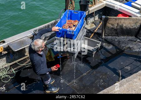 Schull, West Cork, Irlanda. 1st giugno, 2023. Il sole splese oggi nel villaggio costiero di Schull con temperature che raggiungono i 18 gradi Celsius. Il pescatore locale Michael o'Callaghan scarica la sua cattura di aragosta e granchio bruno al molo di Schull. Credit: AG News/Alamy Live News Foto Stock