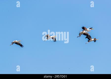 La cicogna a sella (Ephippiorhynchus senegalensis) è facilmente identificabile dal suo disegno di legge nei colori della bandiera tedesca (con la sella gialla). Appartiene ai più grandi uccelli in grado di volare. Parco Nazionale Malawi Liwonde Foto Stock