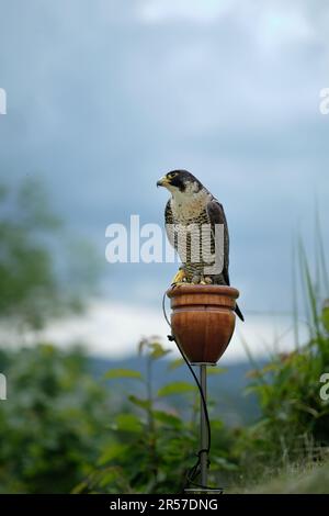 Solitario addestrato addomesticato falco peregrino cattività (Falco peregrinus) cacciatore di uccelli esposti alle feste della città con alberi e cielo coperto sullo sfondo Foto Stock