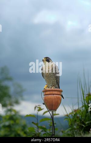 Solitario addestrato addomesticato falco peregrino cattività (Falco peregrinus) cacciatore di uccelli esposti alle feste della città con alberi e cielo coperto sullo sfondo Foto Stock