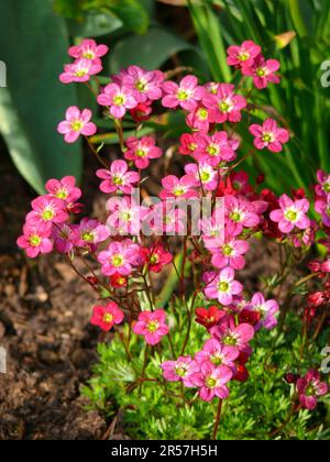 Saxifrage (Saxifraga) nel giardino Arendsi, ibrido, Moss saxifrage, neve tappeto Foto Stock