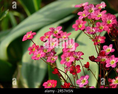 Saxifrage (Saxifraga) nel giardino Arendsi, ibrido, Moss saxifrage, neve tappeto Foto Stock