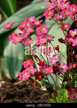 Saxifrage (Saxifraga) nel giardino Arendsi, ibrido, Moss saxifrage, neve tappeto Foto Stock