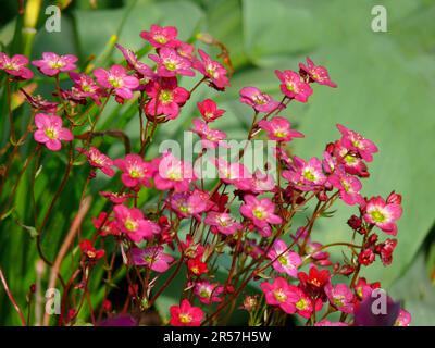 Saxifrage (Saxifraga) nel giardino Arendsi, ibrido, Moss saxifrage, neve tappeto Foto Stock