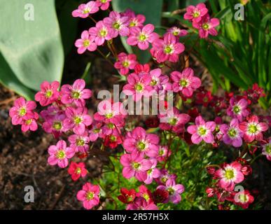 Saxifrage (Saxifraga) nel giardino Arendsi, ibrido, Moss saxifrage, neve tappeto Foto Stock